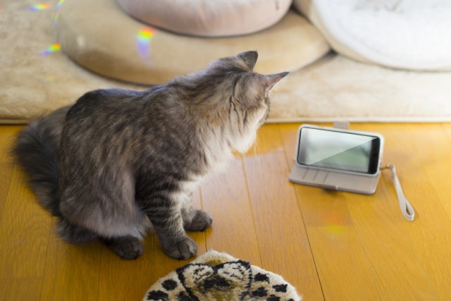 スマホで動画を楽しむ猫